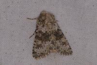 Hecatera dysodea