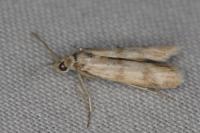 Homoeosoma sinuella
