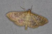 Patania ruralis