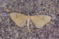 Gandaritis pyraliata
