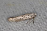Yponomeuta irrorella