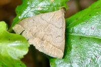 Zanclognatha lunalis