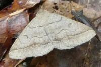 Zanclognatha lunalis