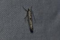 Yponomeuta plumbella