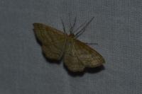 Idaea macilentaria