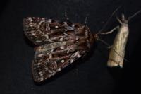 Lycophotia porphyrea