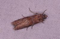 Phycita roborella