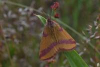 Lythria cruentaria