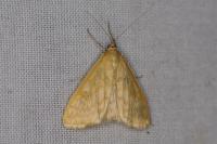 Sitochroa verticalis