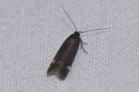 Aproaerema anthyllidella