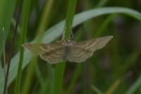 Idaea macilentaria