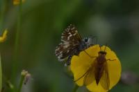 Pyrgus malvae