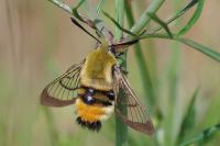 Hemaris tityus