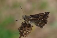 Carcharodus alceae
