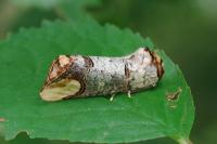 Phalera bucephala