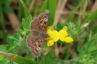 Erynnis tages