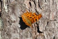 Polygonia c-album