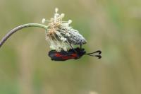 Zygaena sarpedon
