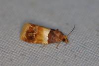 Epinotia festivana