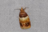 Epinotia festivana