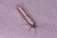 Yponomeuta sedella