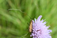 Nemophora metallica
