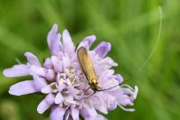 Nemophora metallica