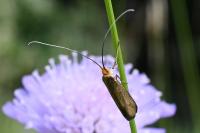 Nemophora metallica