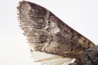 Drymonia querna