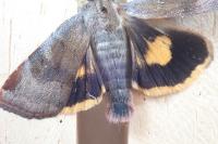 Noctua janthina