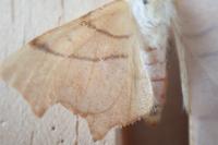Ennomos erosaria