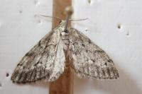 Tephronia sepiaria