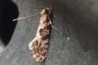 Nemapogon cloacellus