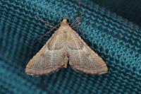 Endotricha flammealis