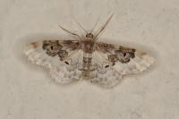 Idaea rusticata