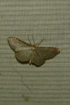 Idaea humiliata