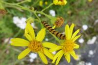 Tyria jacobaeae