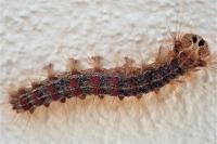 Lymantria dispar