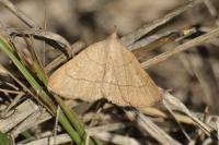 Paracolax tristalis