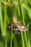 Pyrausta purpuralis