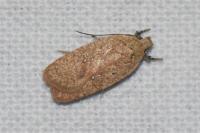 Agonopterix irrorata