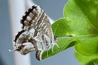 Cacyreus marshalli