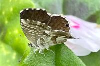 Cacyreus marshalli