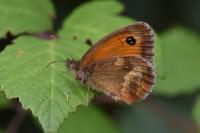Pyronia tithonus