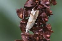 Eucosma conterminana