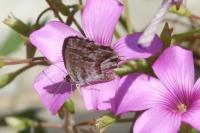 Cacyreus marshalli