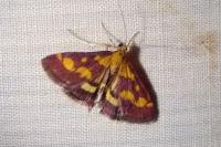 Pyrausta purpuralis