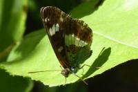 Limenitis camilla