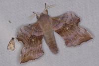 Laothoe populi
