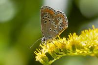 Aricia agestis